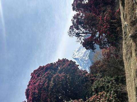       Snowy peak framed by blooming red rhododendron trees under a crisp blue Himalayan sky.
  