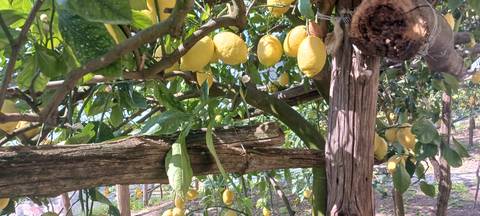       Sun-dappled lemon trees laden with ripe yellow fruit in a rustic orchard.
  