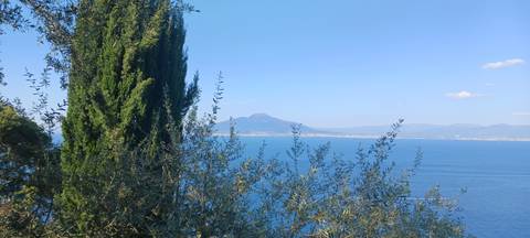       Cypress and olive branches framing a sweeping blue bay with Mount Vesuvius in the distance.
  