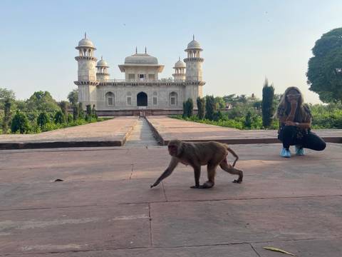       A monkey strides across red sandstone paving in front of a white Mughal-style tomb while a visitor crouches nearby.
  
