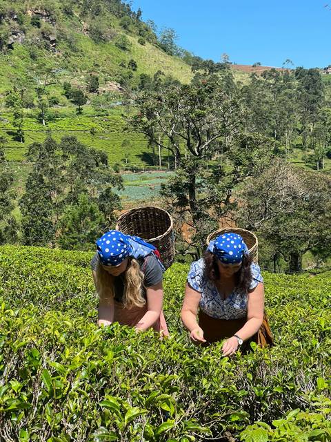       Two women wearing blue polka-dot scarves pick tea leaves on a lush green hillside plantation.
  