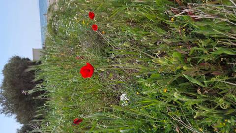       Bright red poppies bloom among wild grasses and daisies in a coastal meadow with the sea beyond.
  