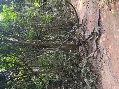       Twisting jungle vines and roots create a natural sculpture on the forest floor.
  