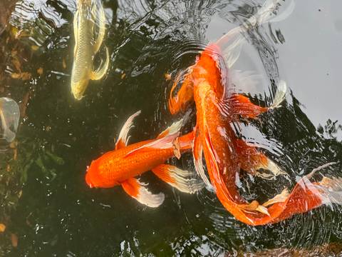      Bright orange koi fish swim gracefully in dark reflective pond water.
  