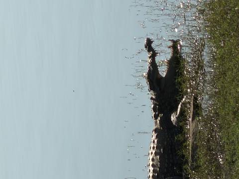       Crocodile resting at the muddy edge of calm water with jaws open
  