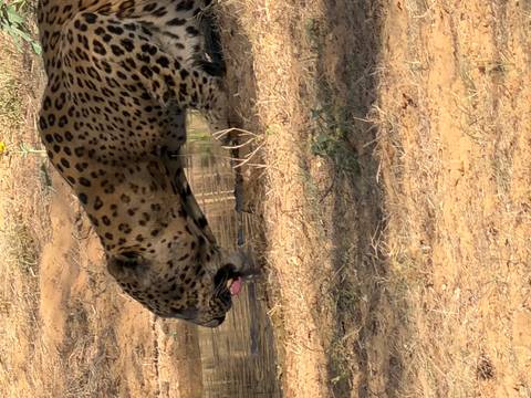       Leopard crouching to drink from a shallow waterhole in dry scrubland
  