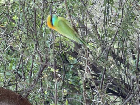       Green bee-eater bird on a branch with blurred foliage background
  