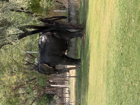       Large elephant standing in a shaded grassy enclosure under trees
  