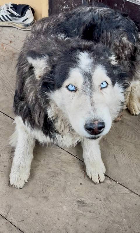       Close portrait of a blue-eyed husky dog looking up with interest.
  