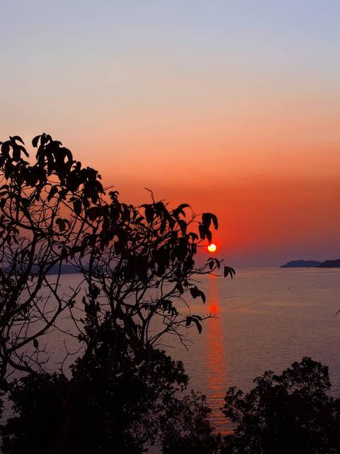       Brilliant orange sun sets over calm sea with tree silhouette in the foreground.
  