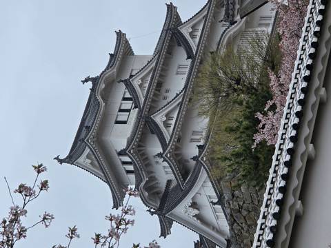       Elegant white tiers of Himeji Castle peek above a stone wall framed by spring cherry blossoms.
  
