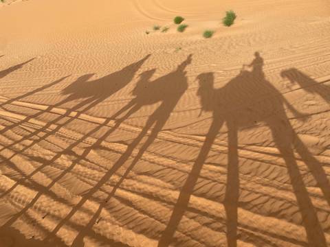       Long camel shadows stretch across rippled sand at sunrise in the Sahara
  