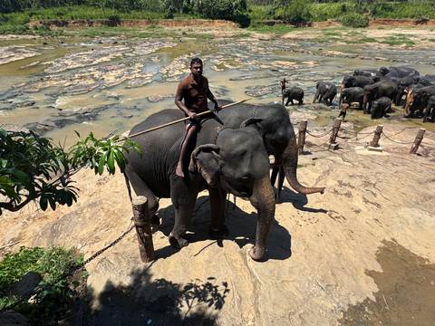       Mahout rides an elephant while a herd bathes in a rocky riverbed.
  