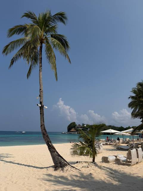       Solitary palm tree leans toward a calm blue sea with distant cottages and umbrellas under a clear sky.
  