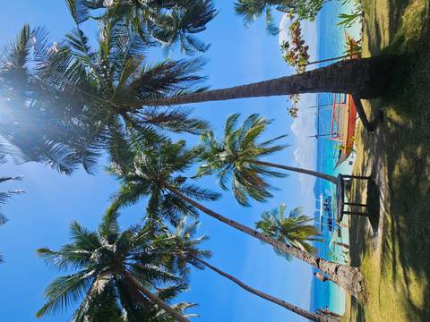       Sunny tropical beach lined with tall swaying palm trees and moored boats on bright turquoise water.
  