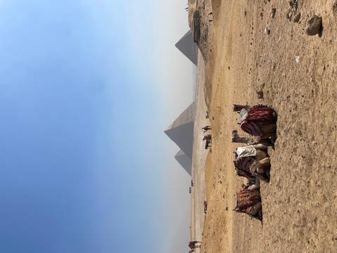       Camels with riders pose before the Pyramids of Giza under a pale blue desert sky.
  