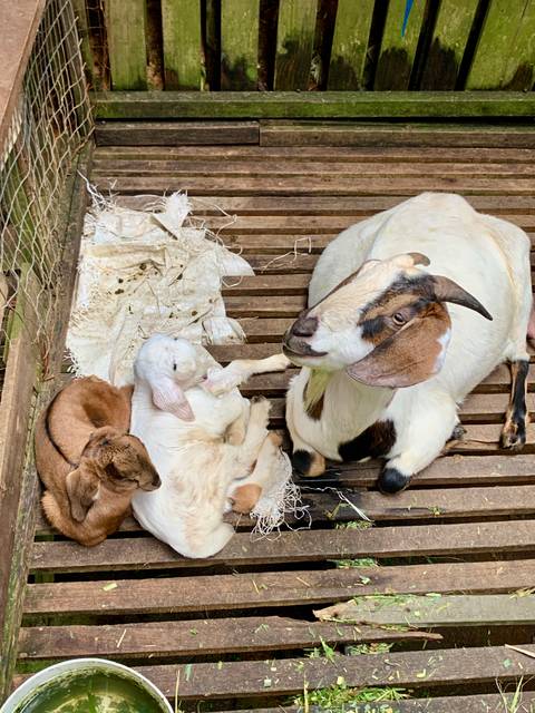       A mother goat rests with two young kids on a wooden platform in a farm setting.
  