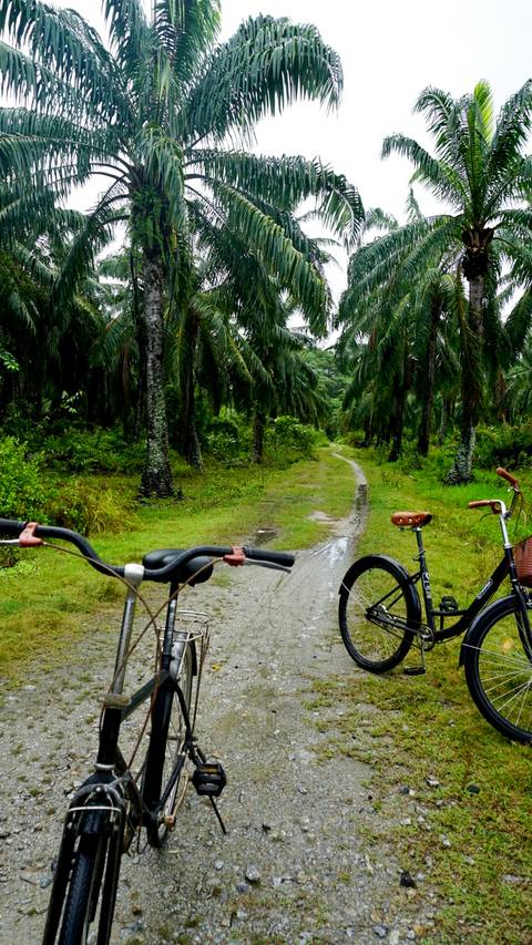       Two bicycles stand on a muddy palm-lined trail after rainfall.
  