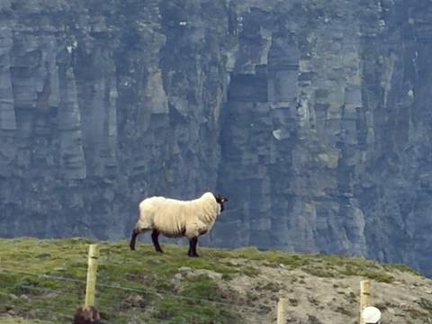       Single sheep stands on grassy cliff edge with towering stratified sea cliff backdrop.
  