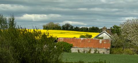       Rural Irish scene with rusty roof barn and bright yellow rapeseed field under cloudy sky.
  