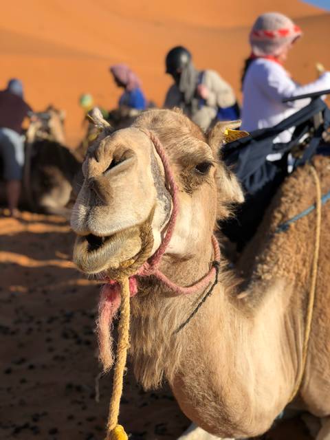       foto de reseña de cliente de Kasbahs y desierto de Marruecos 
  