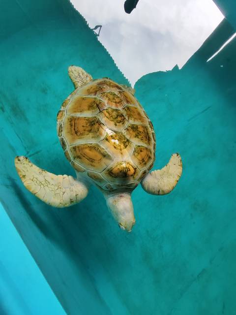       Green sea turtle swimming gracefully in clear turquoise water.
  