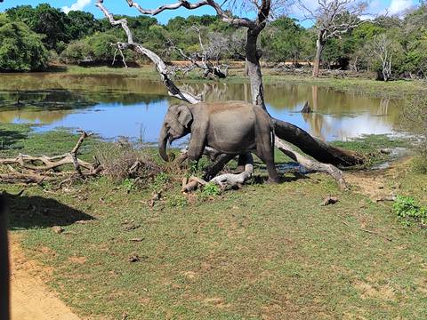       Wild elephant walking beside a waterhole and fallen tree in lush national park scenery.
  