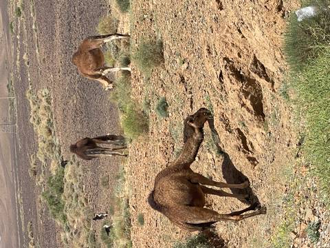       Three dromedary camels grazing on sparse vegetation in a rocky desert plain.
  