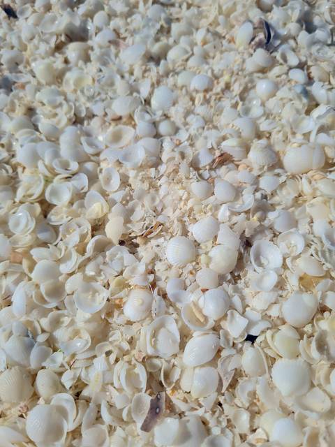       Close-up of countless tiny white seashells carpeting a beach surface.
  