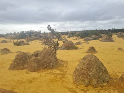       Limestone pinnacles rise from yellow desert sand under overcast skies.
  