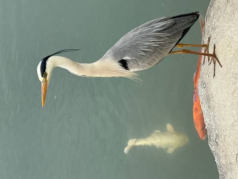       A poised grey heron stands at the water’s edge while colourful koi swim below.
  