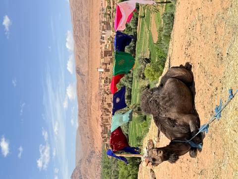       Resting camel in front of desert village with colorful blankets fluttering on rope line.
  