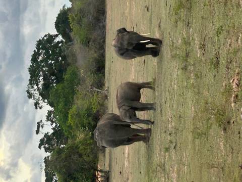       Three elephants grazing on grassy plain with forest backdrop under cloudy skies.
  