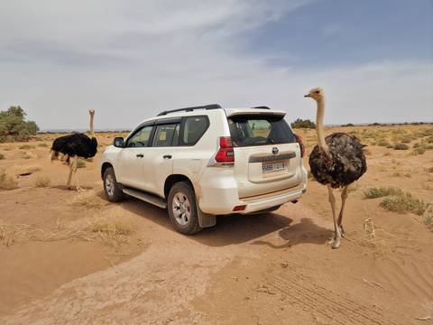       White 4x4 parked on sandy desert track with two curious ostriches standing nearby under pale blue sky.
  