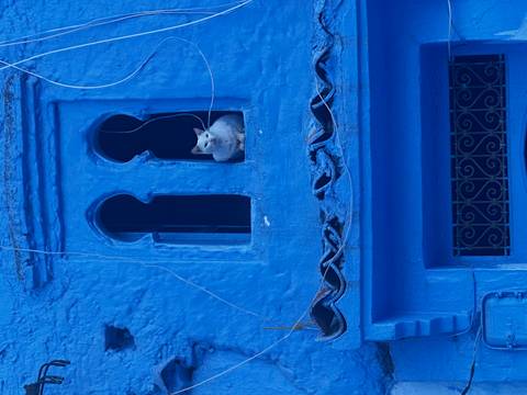       A white cat sits in an arched window of a vivid blue house in Chefchaouen’s medina.
  