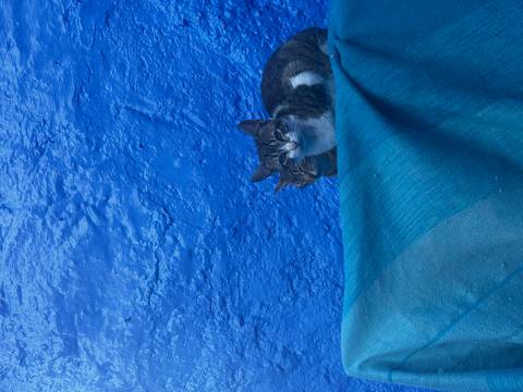       Two tabby cats resting against a textured blue wall with a draped teal cloth.
  