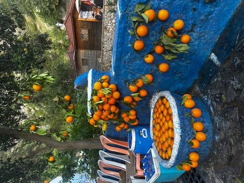       Blue-painted fountain overflowing with fresh oranges beneath a shady tree.
  