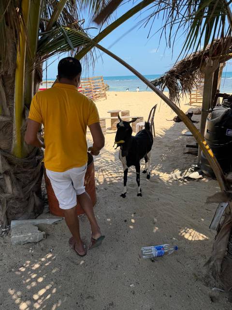       foto de reseña de cliente de "Maravilla de Asia" [Toda la isla ] 26 DÍAS 
  