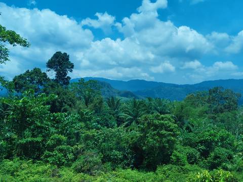       Lush tropical rainforest canopy with rolling blue mountains under a bright sky.
  
