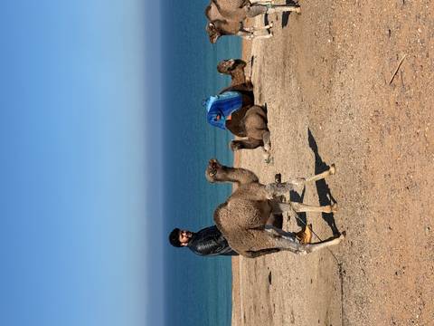       Man with camels on a sandy coastal plain overlooking the blue Atlantic Ocean
  