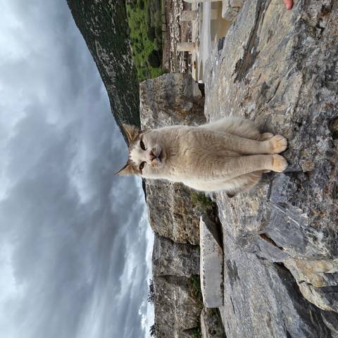       A light-colored cat sits calmly on a rock with dramatic gray clouds and rugged hills behind.
  