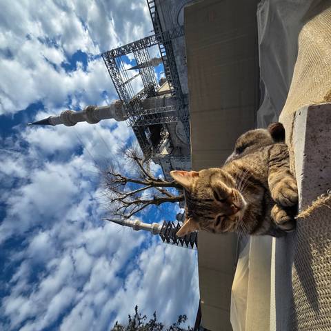       A tabby cat naps in the foreground while the minarets of a mosque under restoration rise into a partly cloudy sky.
  
