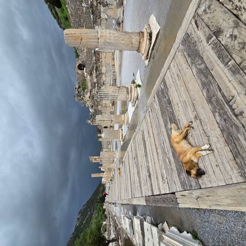       An ancient ruined avenue lined with weathered columns under a brooding gray sky while a dog sleeps on the wooden walkway.
  
