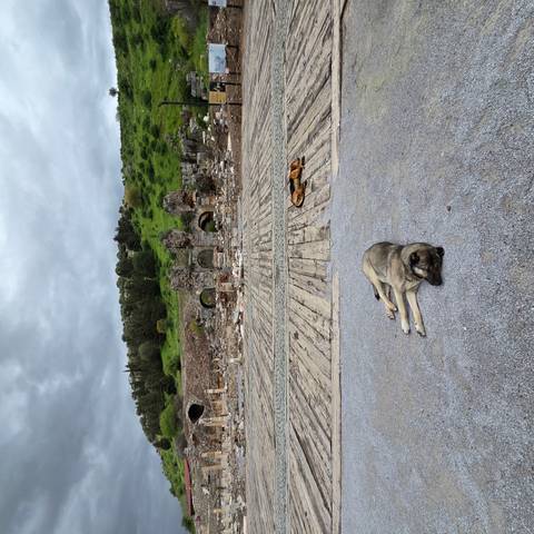       Two stray dogs rest on gravel in front of partially ruined stone arches and lush green hillside remains.
  