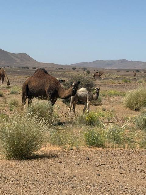       A mother camel nuzzles her calf in a sparse desert plain dotted with shrubs and distant hills.
  