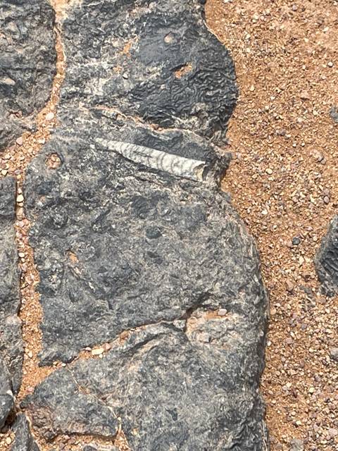       Rock slab containing visible ancient fossil fragments on sandy ground.
  