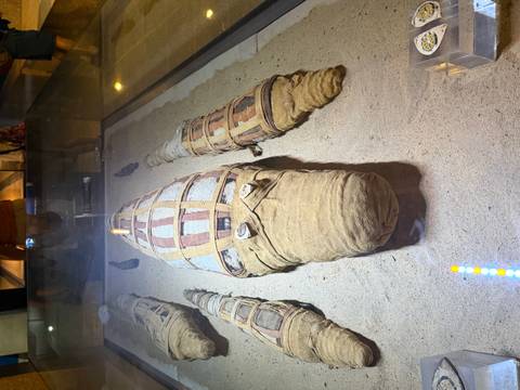      Display of wrapped mummified crocodiles in a glass case on a sandy base inside a museum.
  