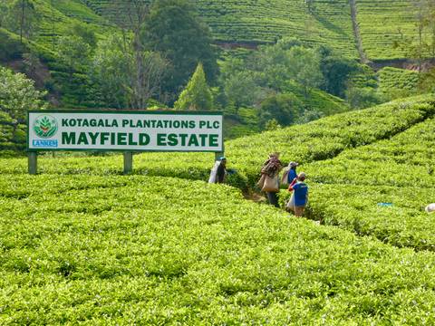       Tea pickers work among bright green rows at Mayfield Estate plantation.
  