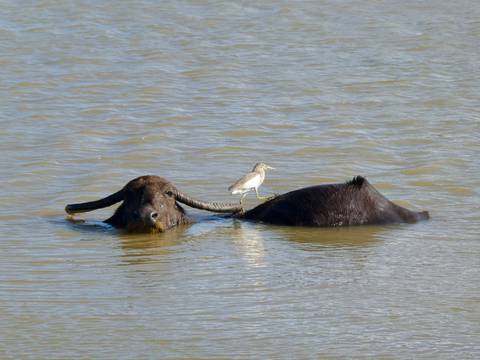       Water buffalo submerged in muddy water with a small bird perched on its back.
  