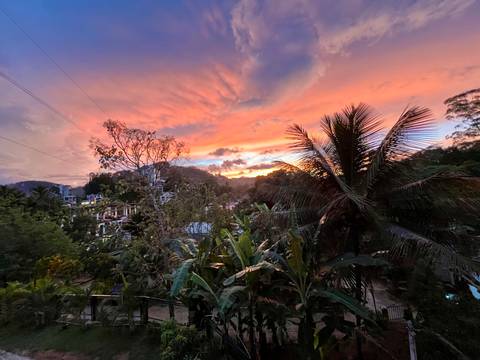      Vibrant tropical sunset over jungle foliage and silhouetted palms.
  